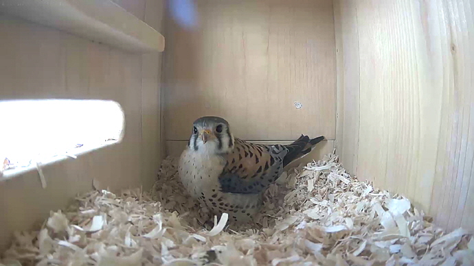 WEB ADJ MK 00 video7 JPG