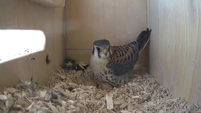 WEB ADJ MK 98 video14 JPG