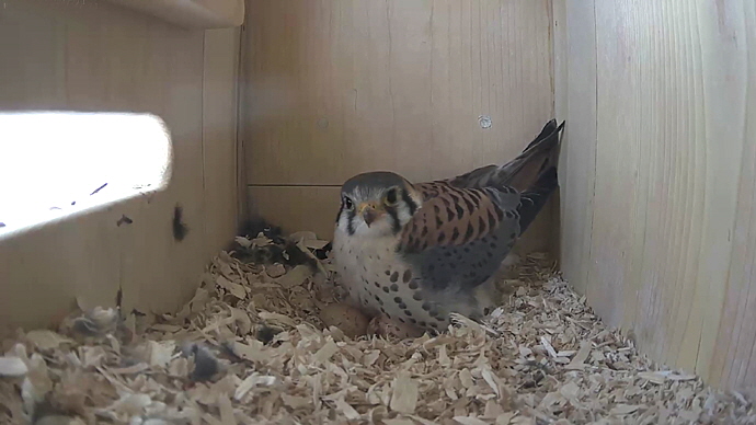 WEB ADJ MK 99 video17 JPG