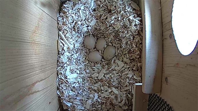WEB ADJ video WD 4 EGGS JPG WEB ADJ video WD 4 EGGS JPG