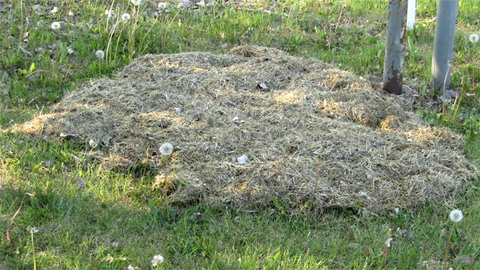 WEB GRASS IMG_5880 