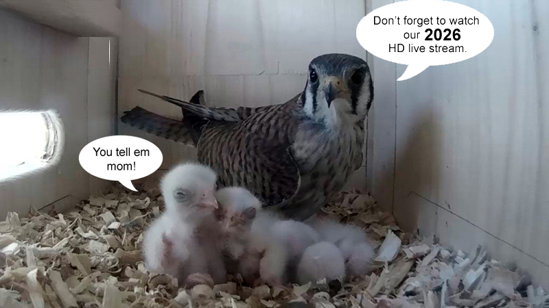 2025 GOOD 800 x 450 video130 JPG copy