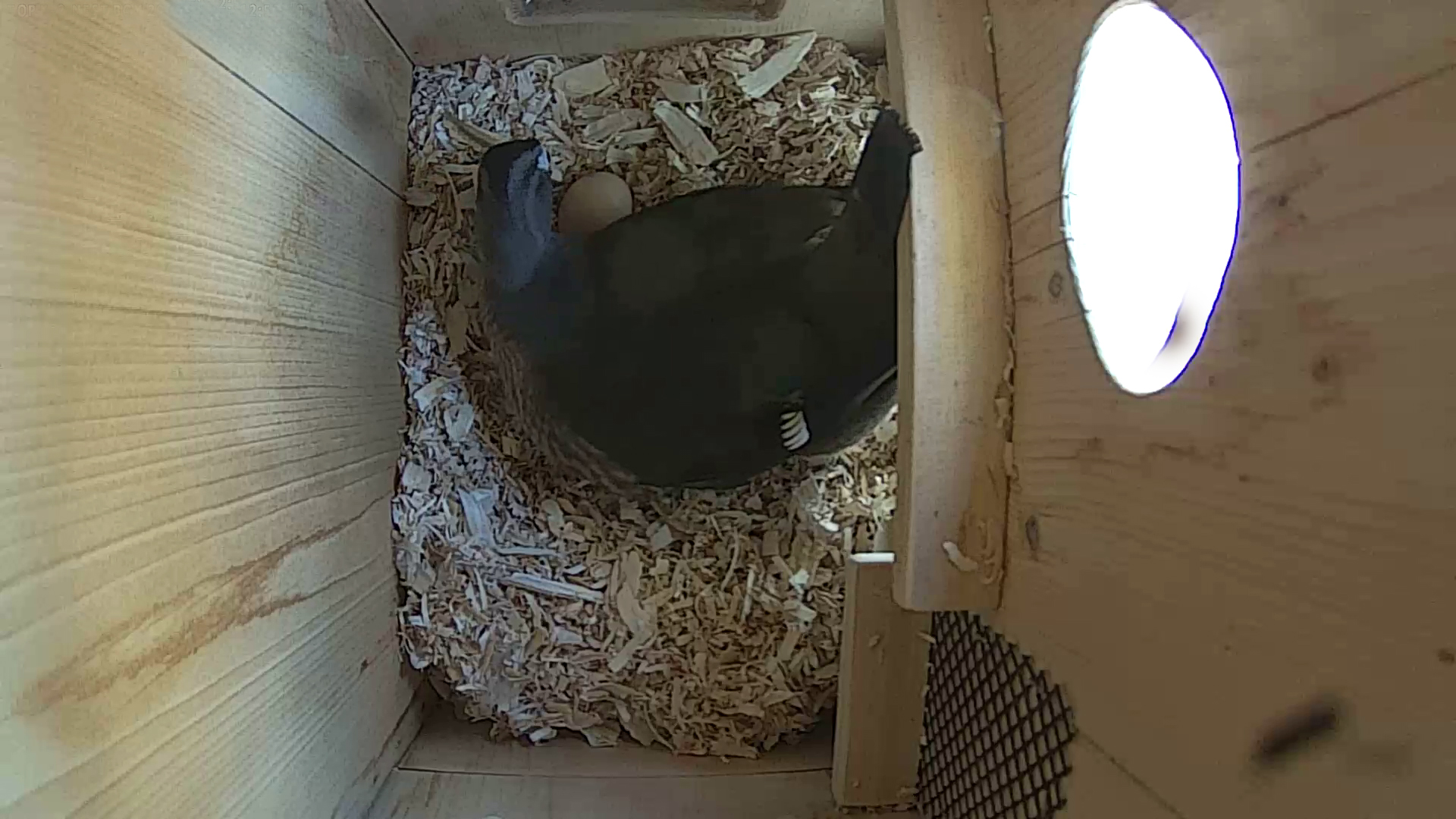 ADJ MA WD AND EGGSnapshot JPG